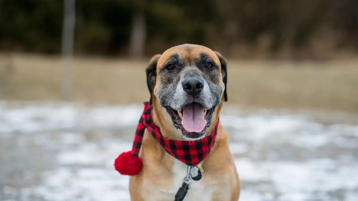 A happy dog eating hypoallergenic protein-rich food