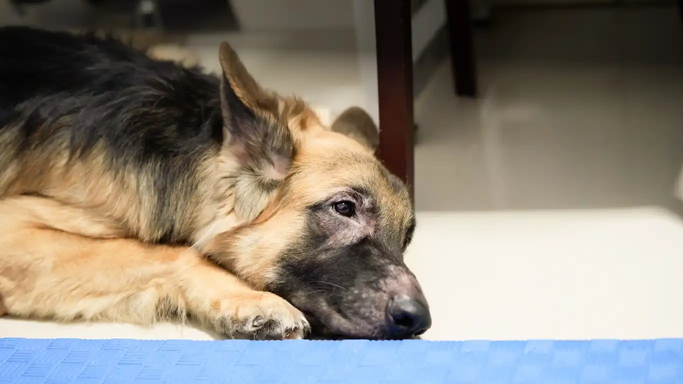 Removing dog urine from carpet