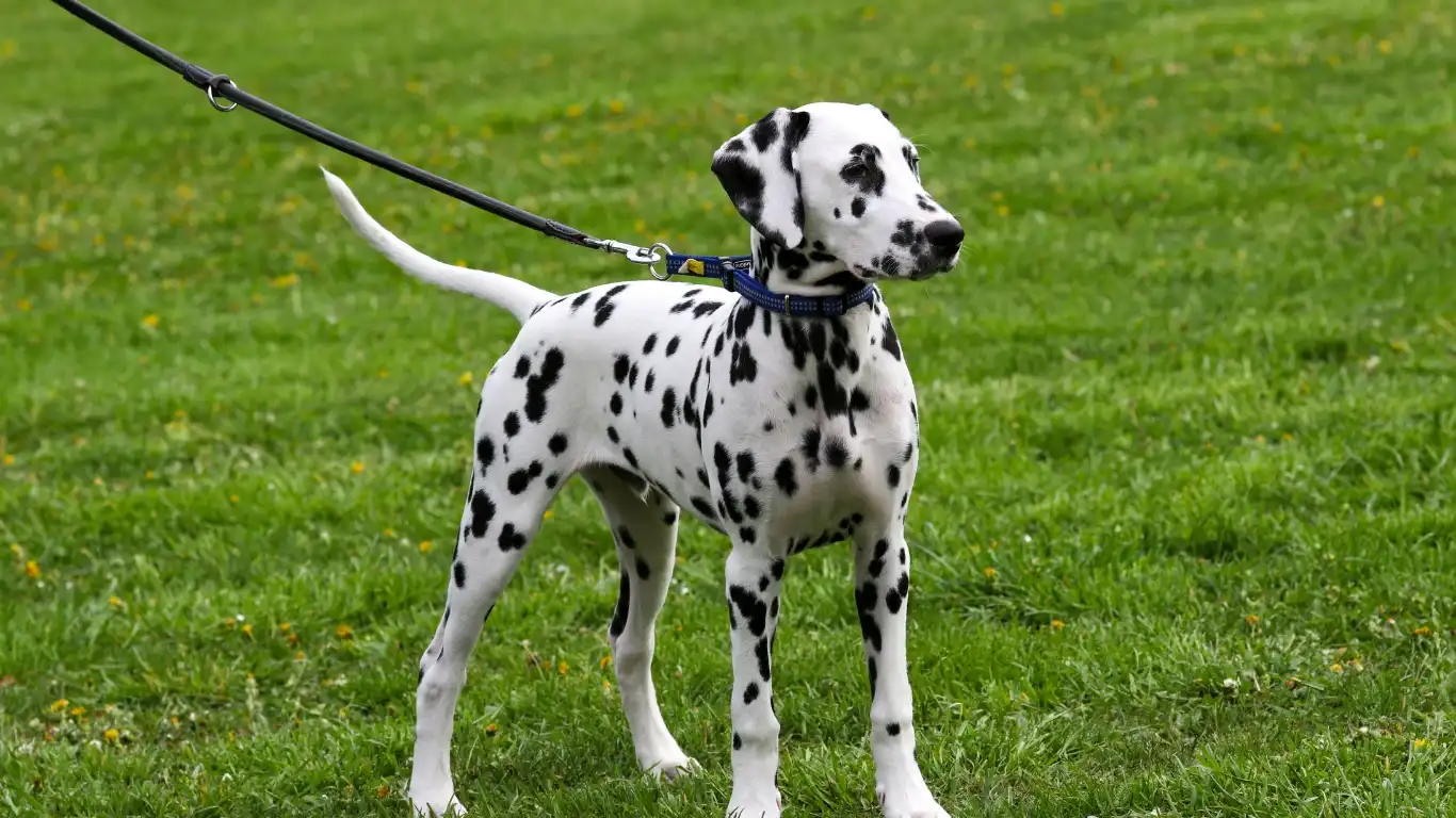 How to Keep Dog Bowls Clean and Bacteria-Free: Ultimate Guide for Pet Parents