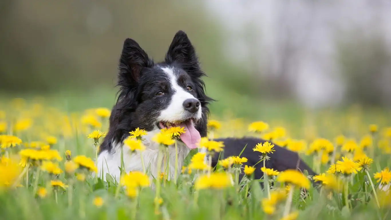 Dog training session setup