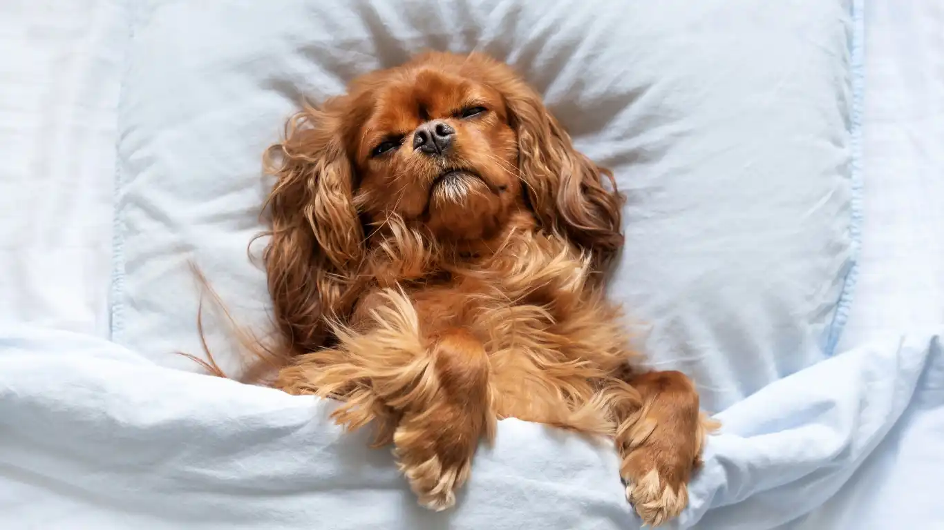 Dog enjoying a cooling mat