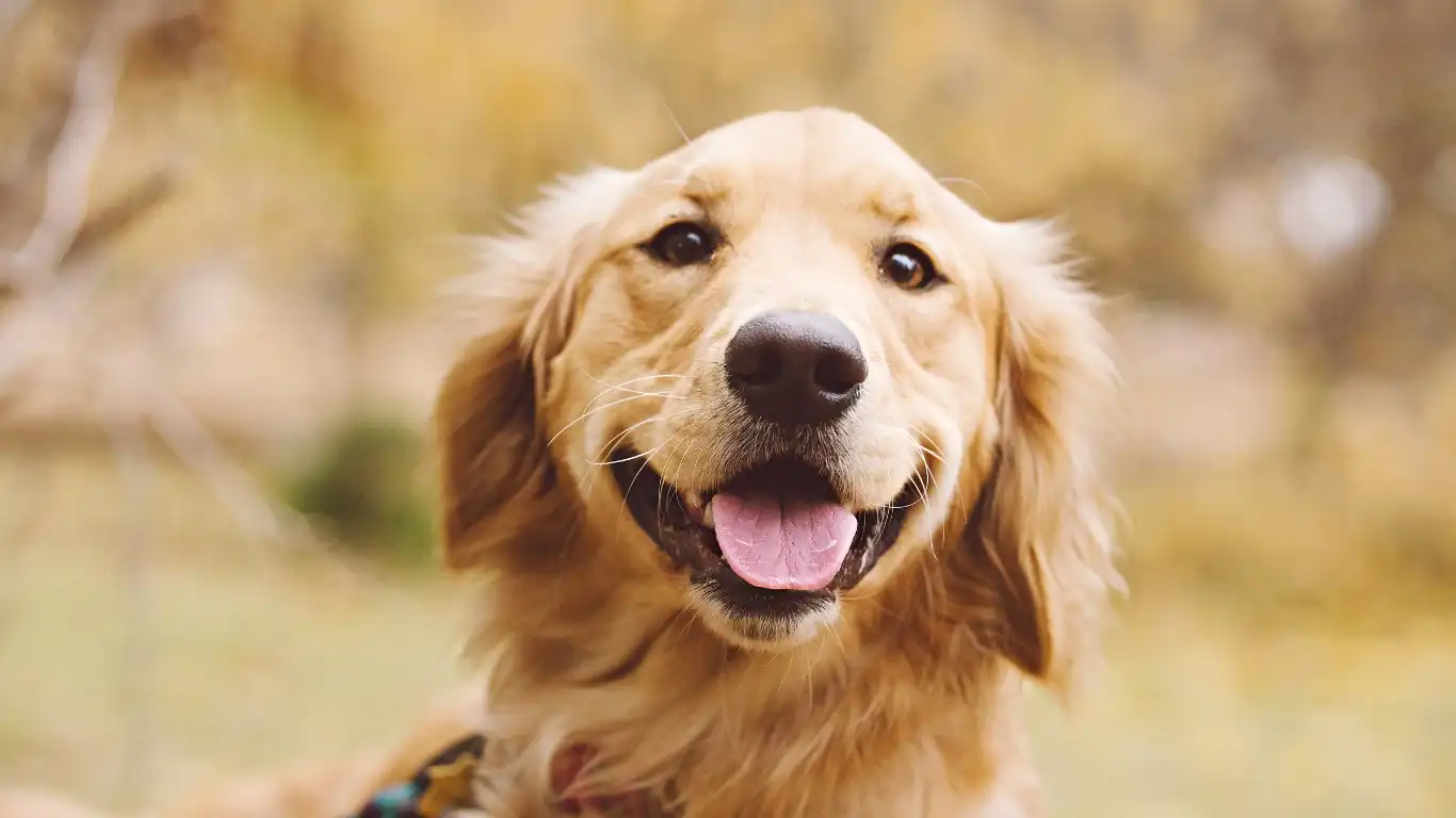 Dog on a leash during a walk