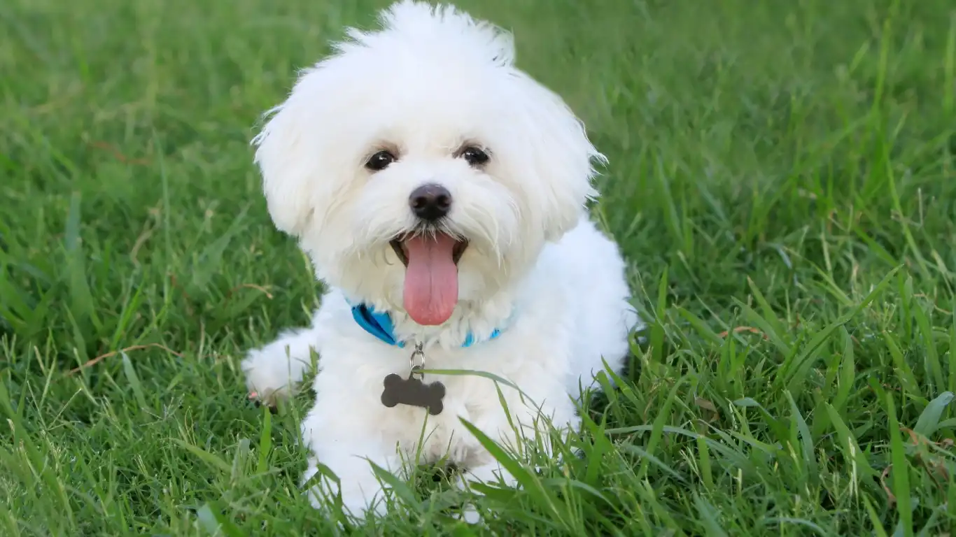 Dog using a puzzle feeder