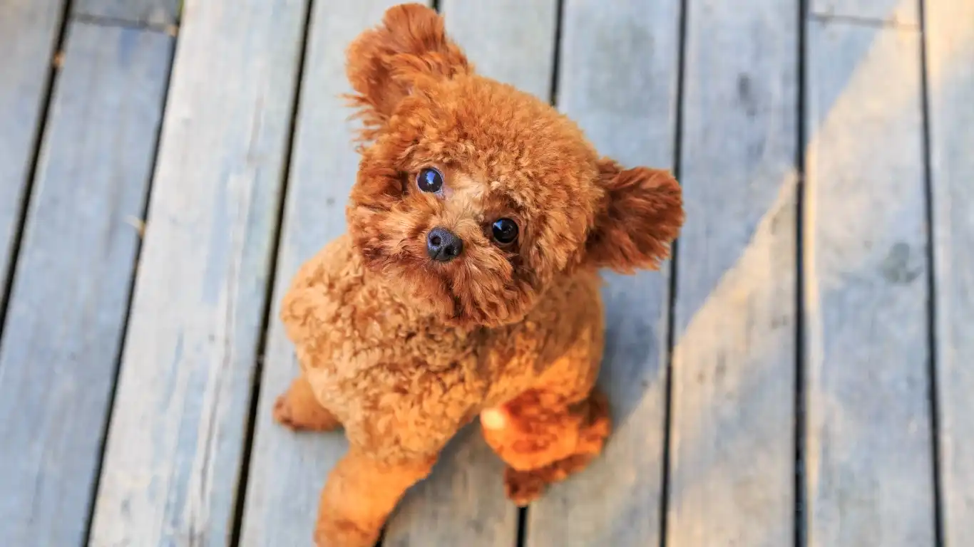 A dog with tangled fur being groomed