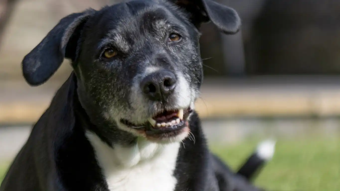 Dog staying cool in hot weather