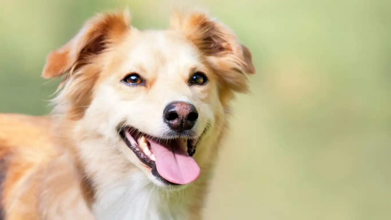 Dog playing fetch with owner