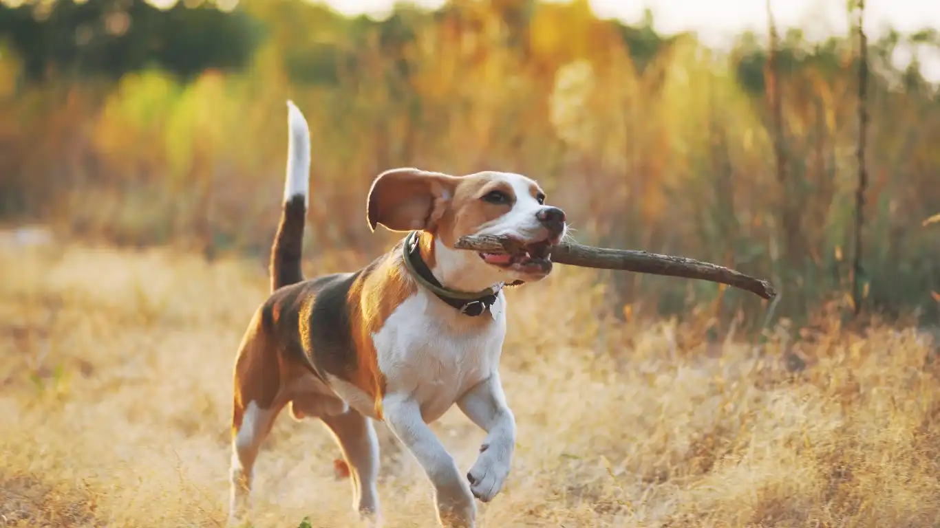 Keep Your Dog’s Ears Dry After Swimming: Must-Know Tips!