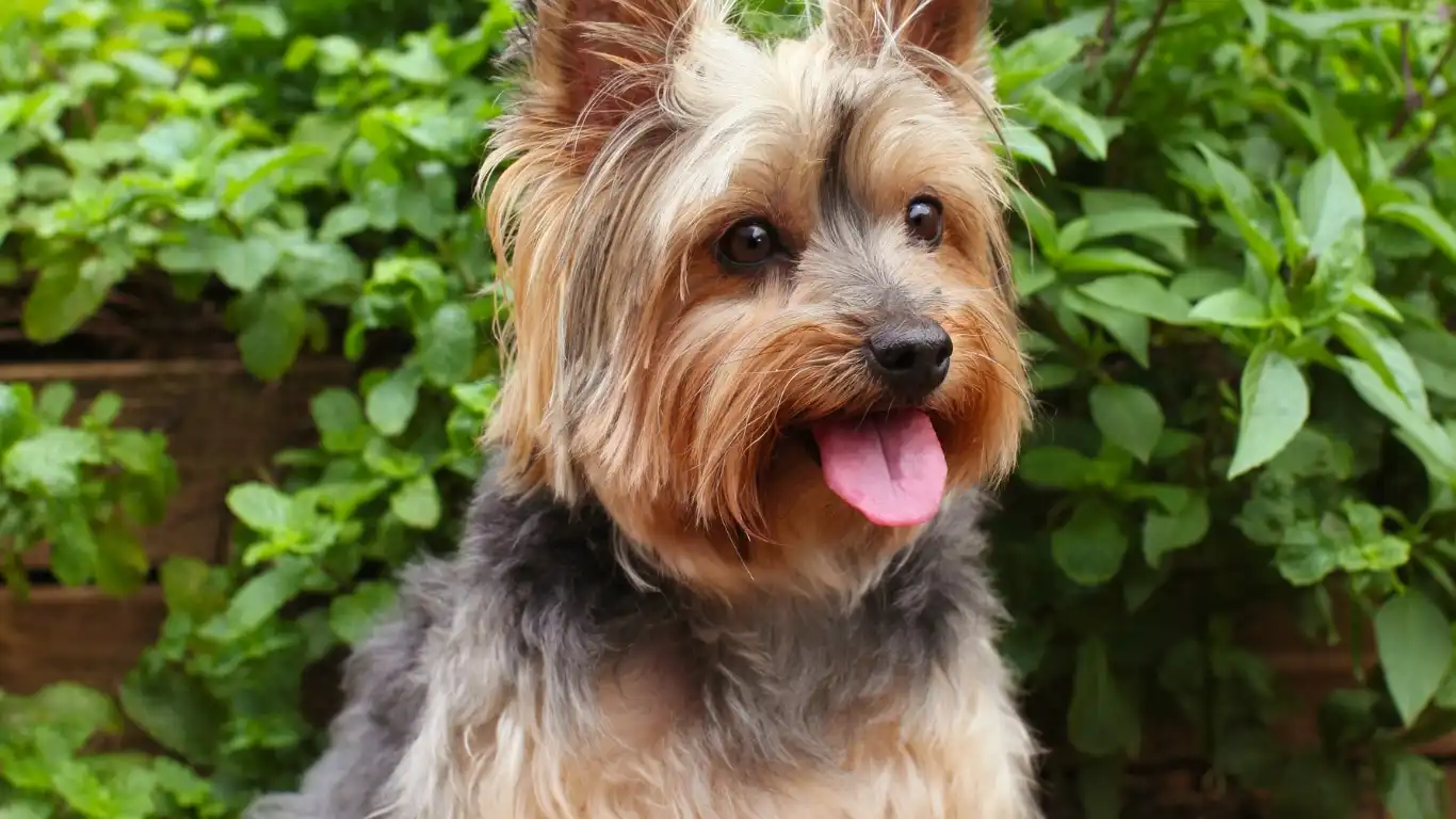 Happy dog running in the park