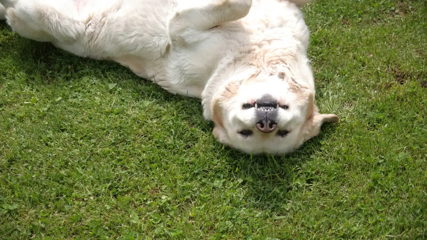 Dog Being Groomed to Prevent Fleas and Ticks