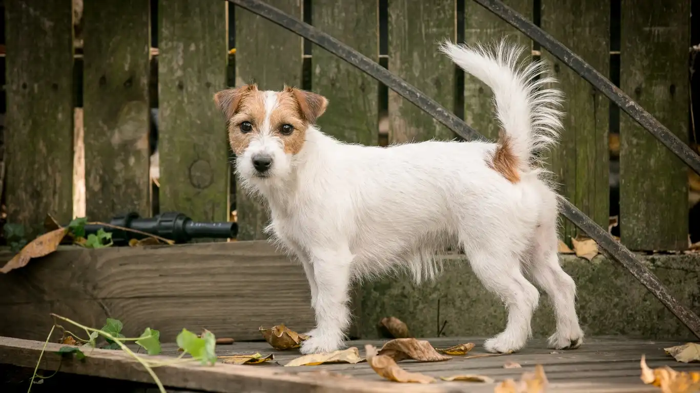 A dog happily eating probiotic-rich food