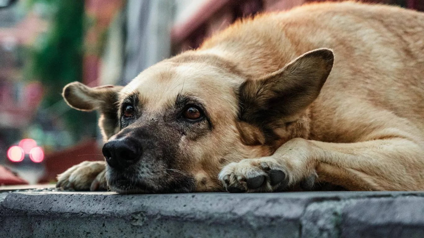 Recognizing Heatstroke in Dogs