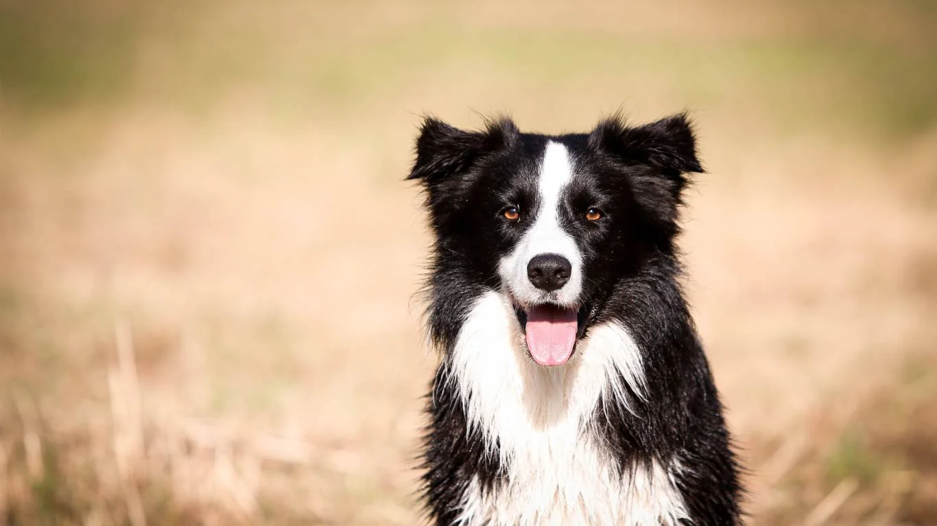 Vet helping a dog with weight management