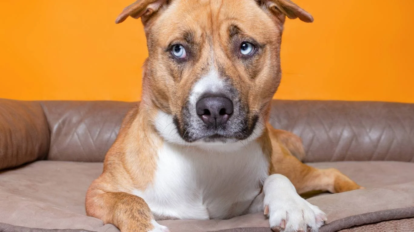 Concerned dog owner consulting a vet