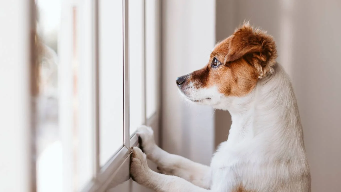 A happy dog receiving natural eye care