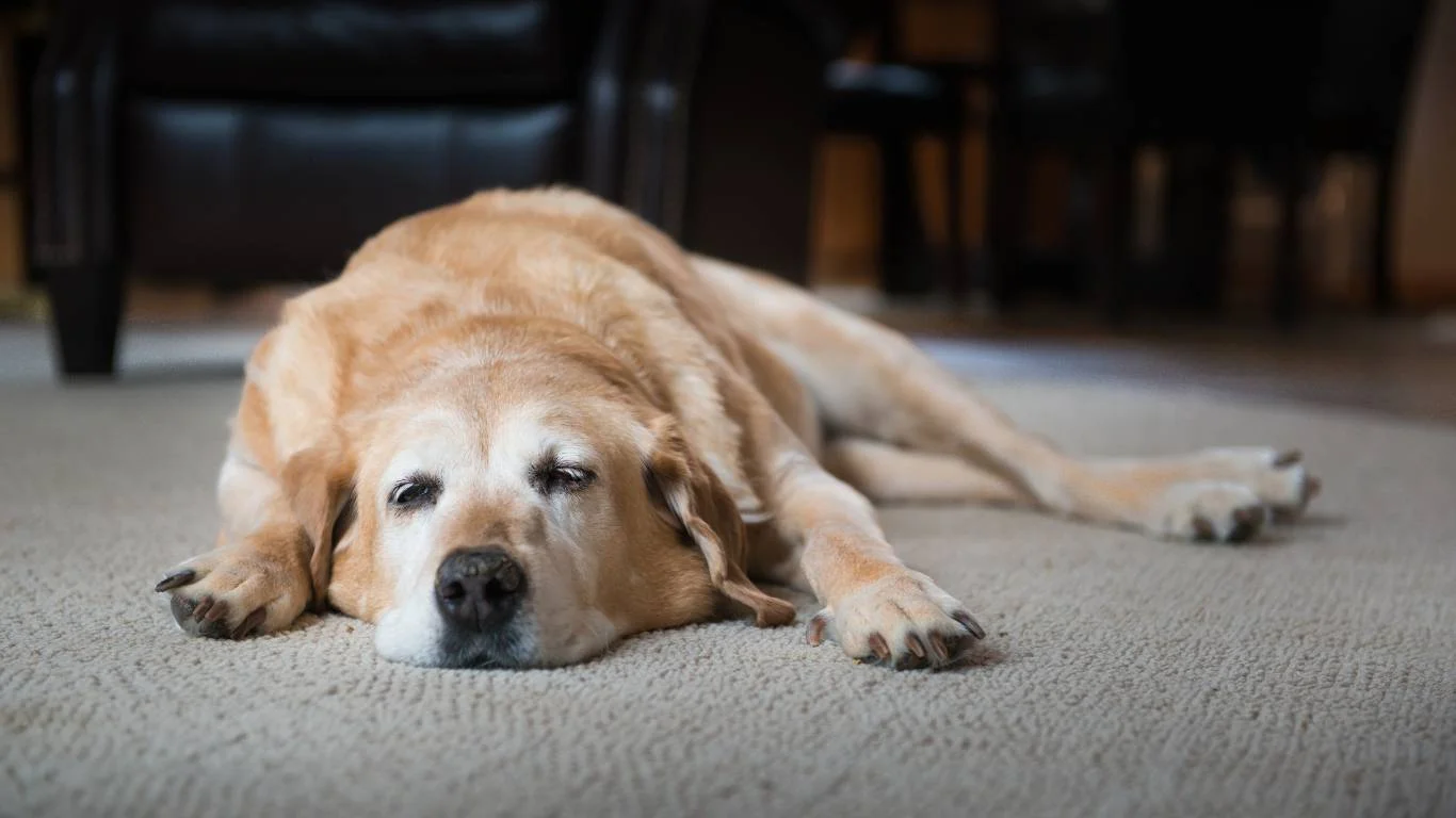 A happy dog with a healthy digestive system