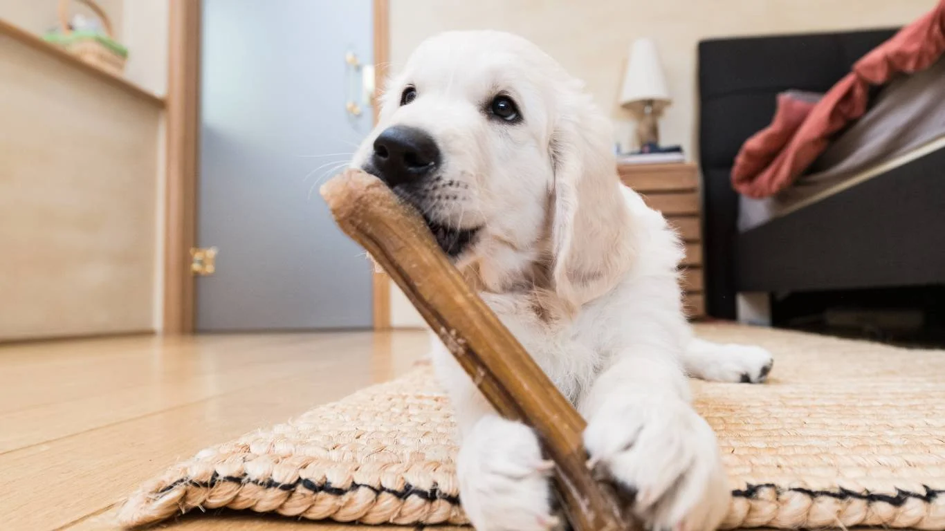 Dog at the vet for stomach issues