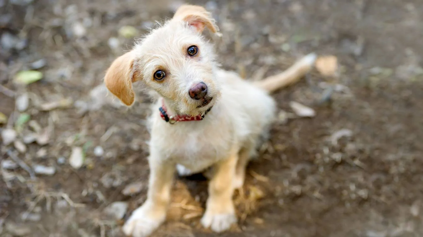 Dog eating a probiotic-rich meal