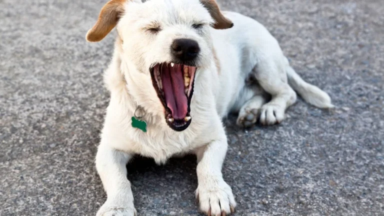 Why Should You Care About Your Dog's Teeth?