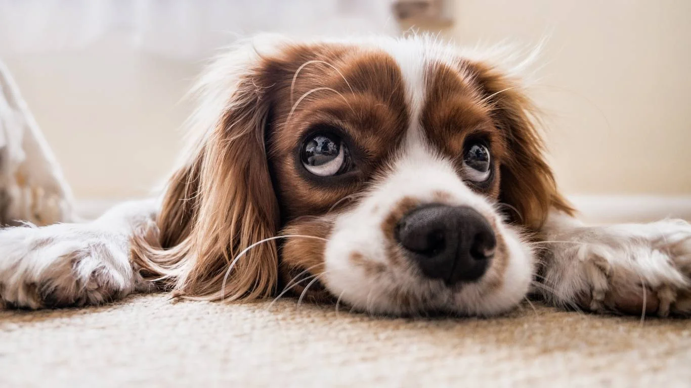 What to Do When Your Dog Has an Upset Stomach – Quick Relief Guide!