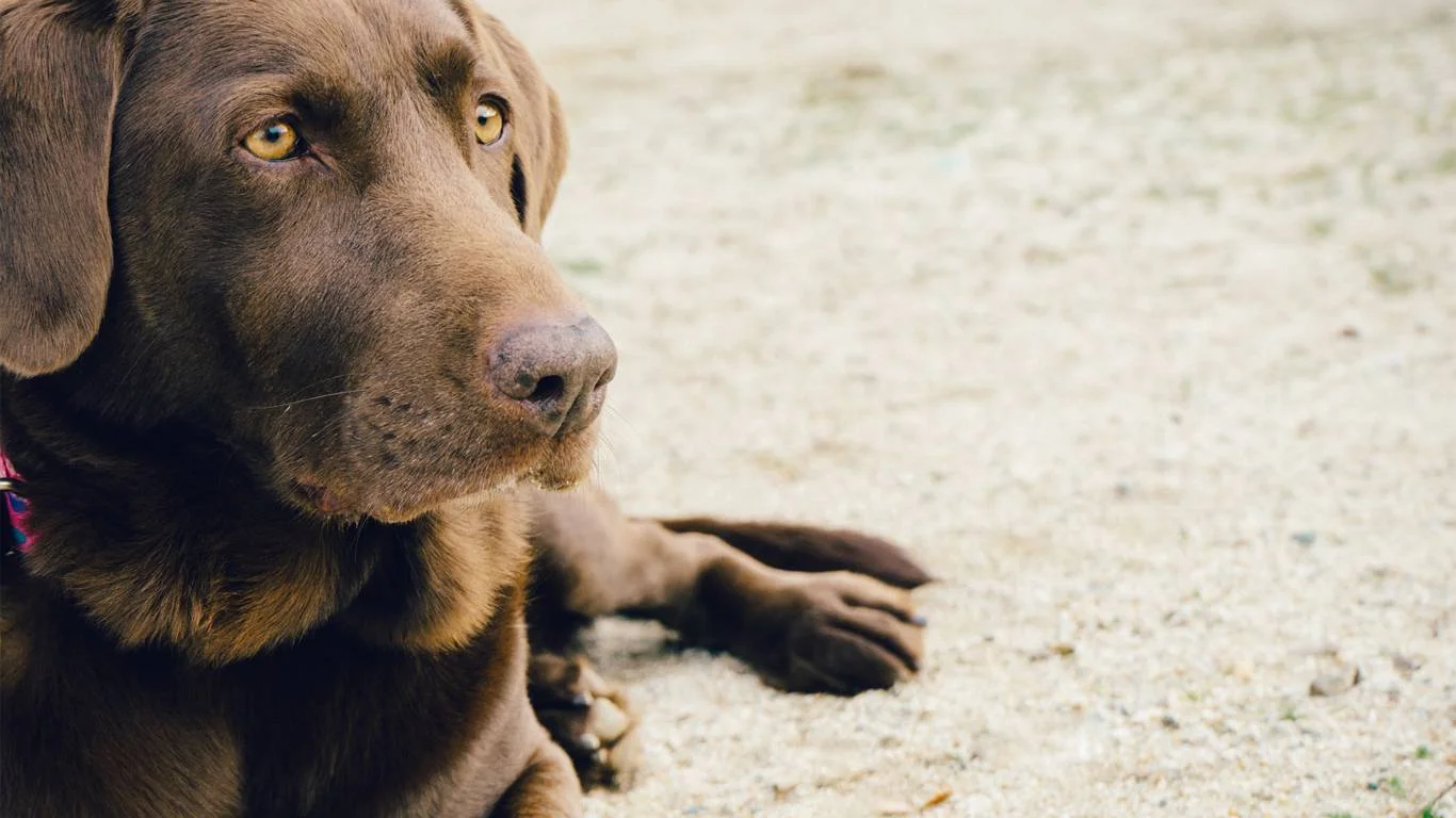 Can Dogs Suffer from Mental Health Issues? Warning Signs & Solutions