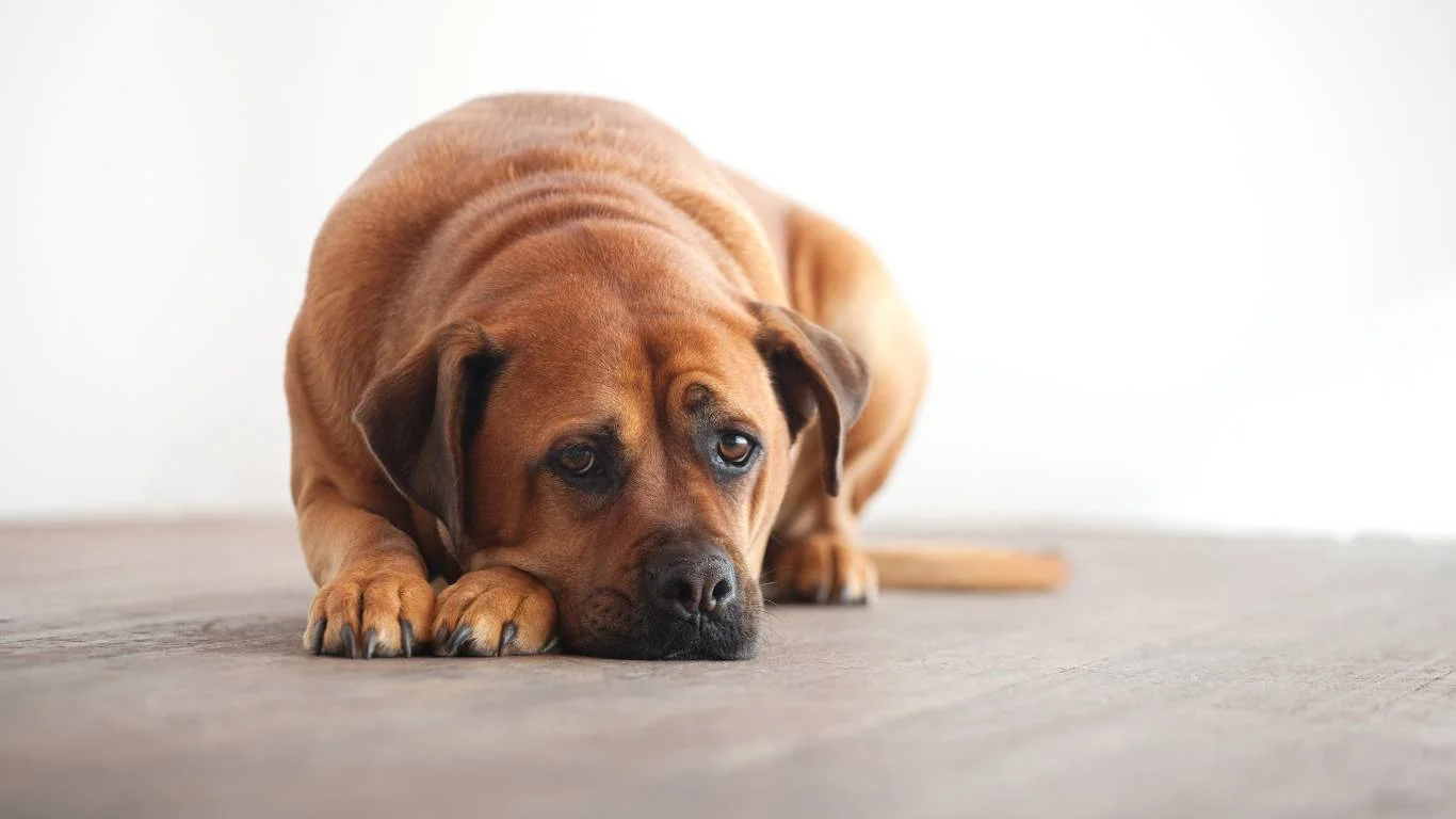 Dog refusing to eat from food bowl