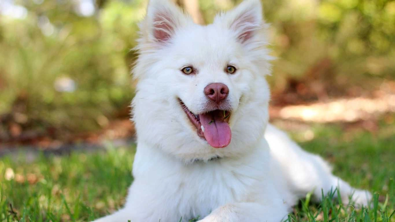 A dog drinking fresh water from a bowl