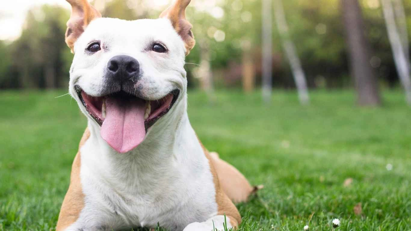 Healthy dog enjoying a treat