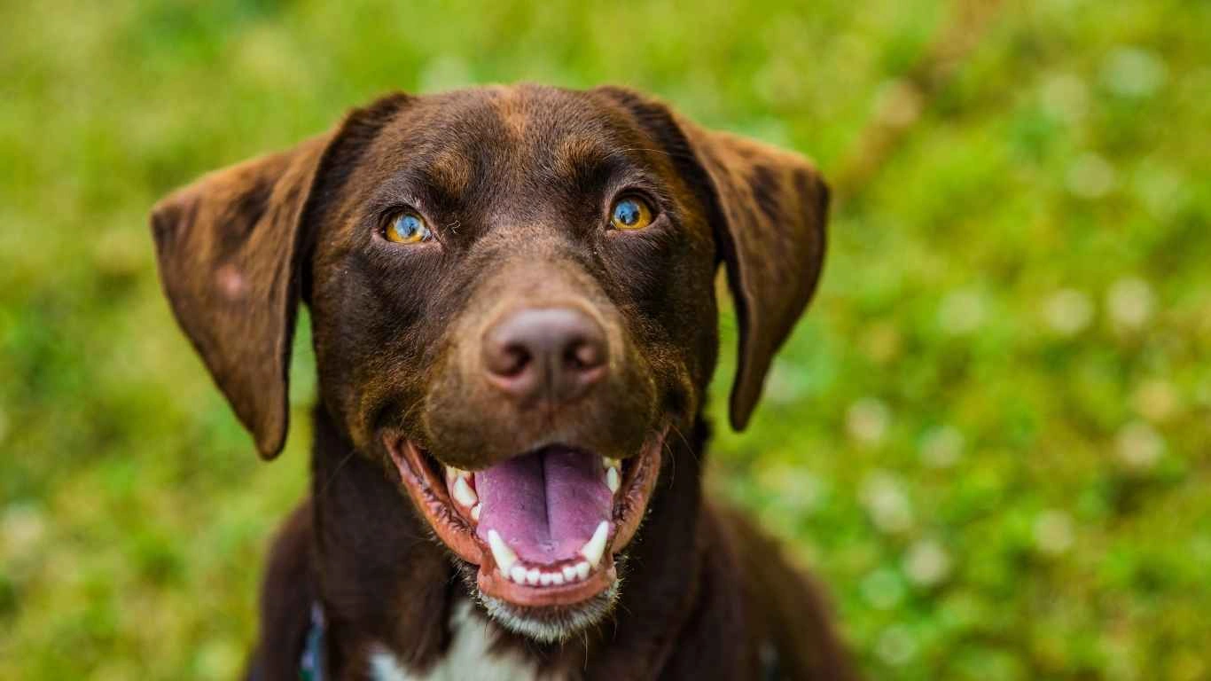 Dog wearing a head collar