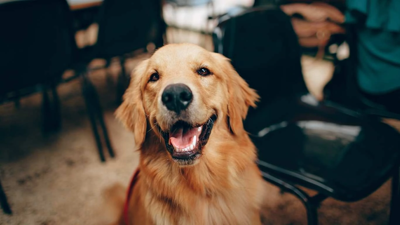 Post-birth exercise for dog