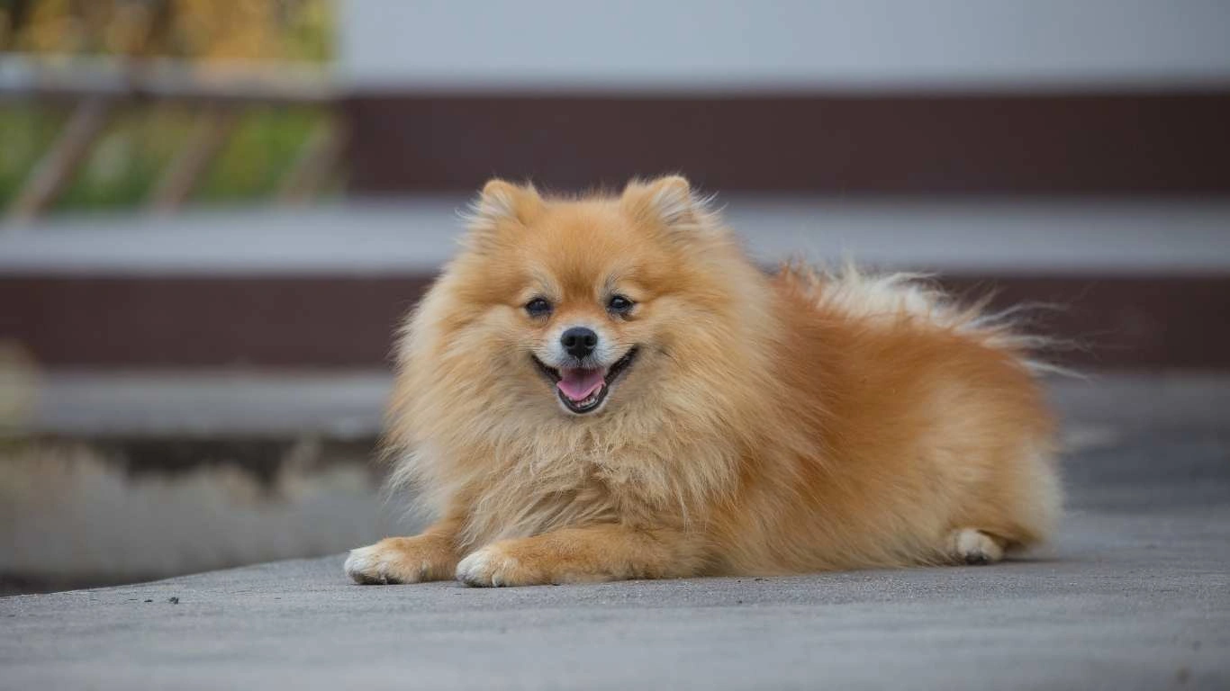 Dog with upset stomach after eating dairy