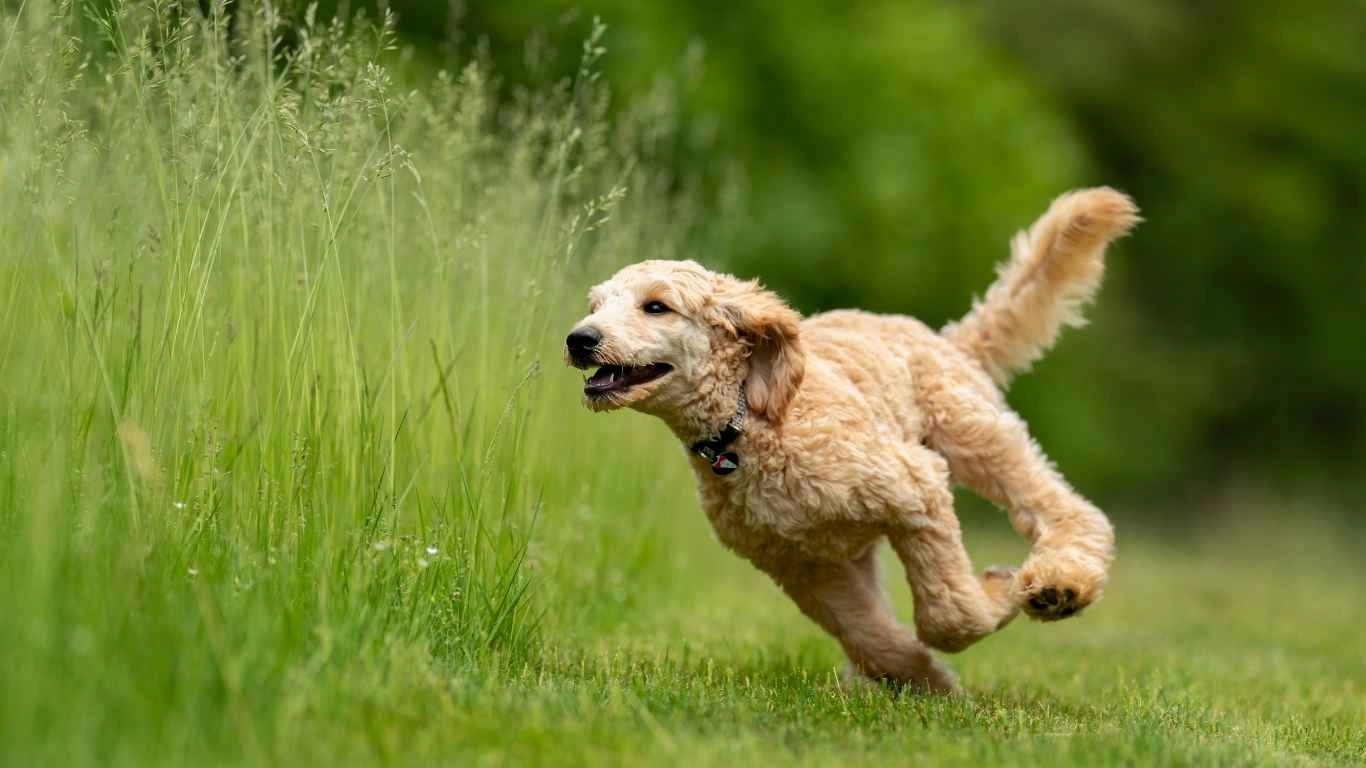 Dog with arthritis showing signs of joint discomfort