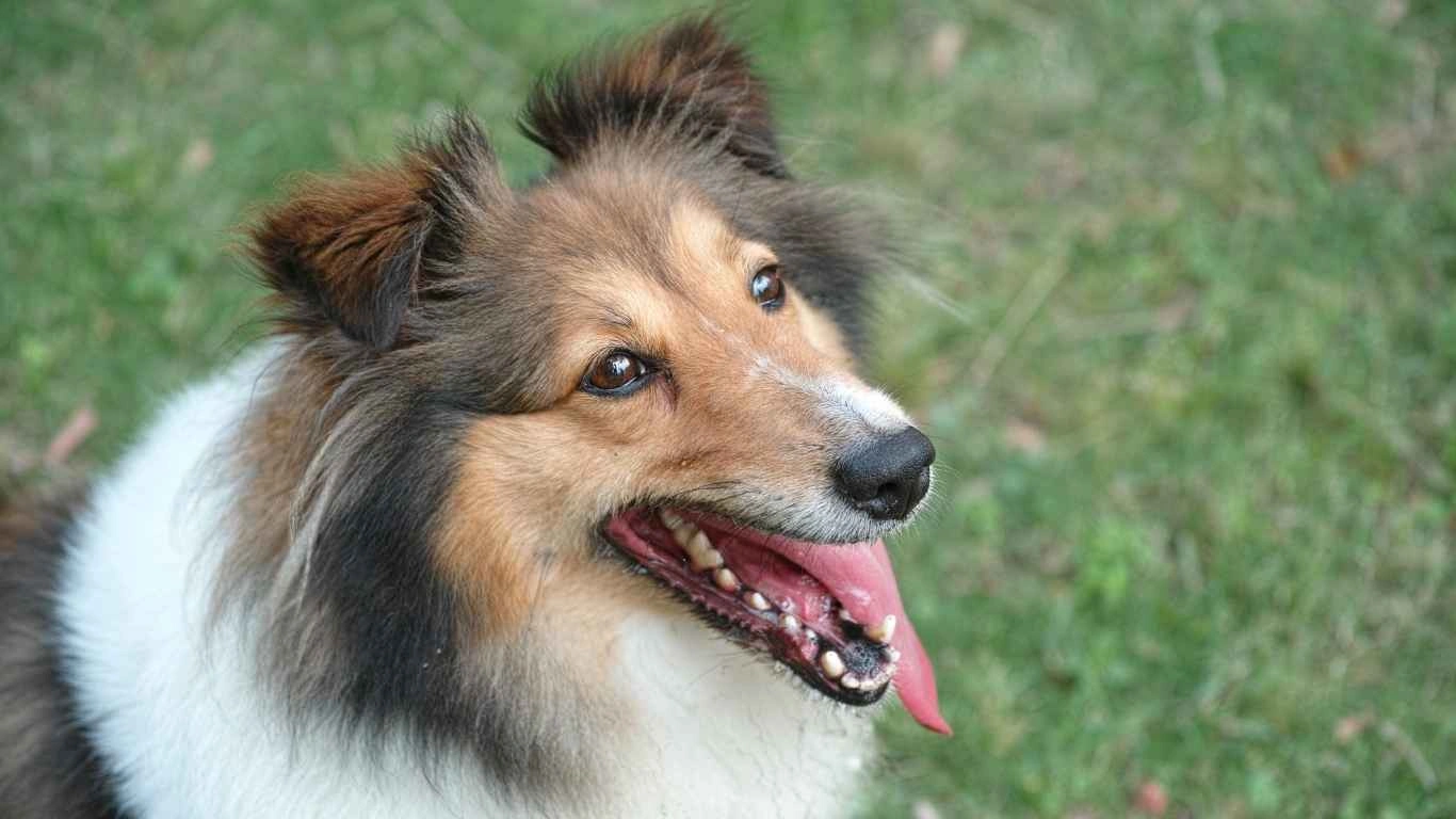 A healthy dog enjoying a meal outdoors