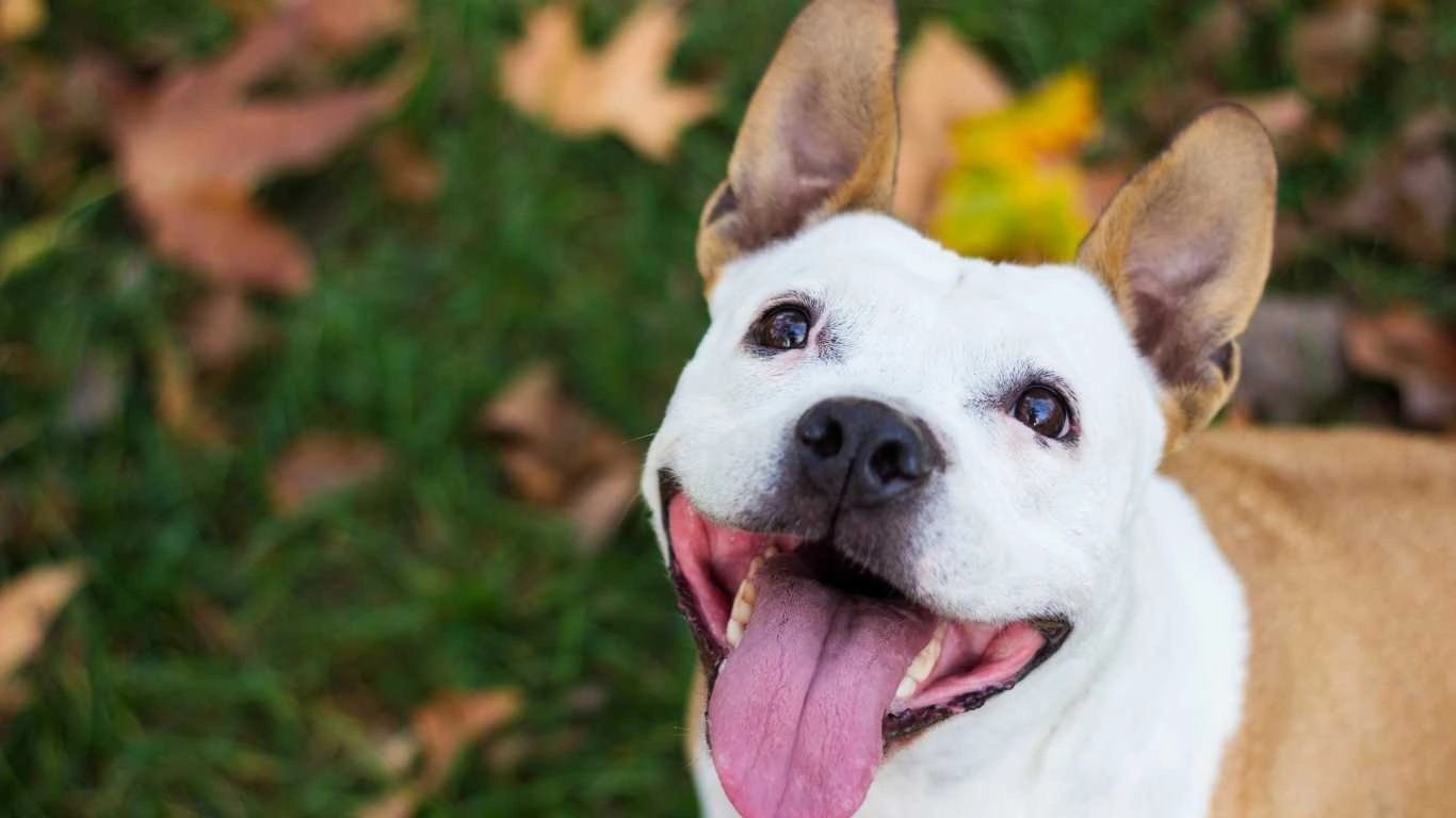 Chicken feet are a natural, tasty source of glucosamine for dogs