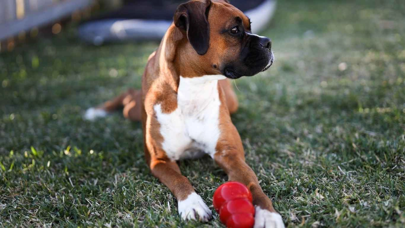 Discover the Amazing Benefits of Feeding Sardines to Dogs for Healthier Pets