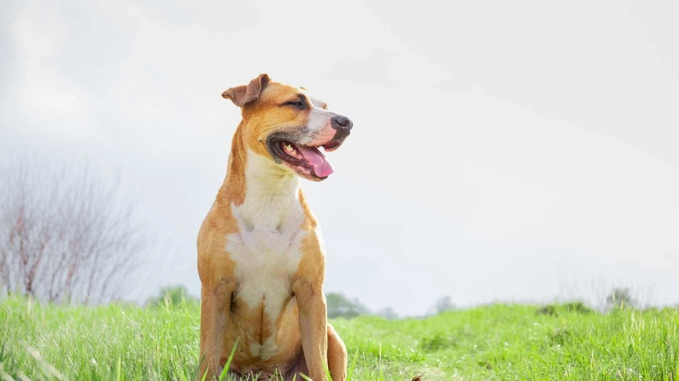 A happy dog eating a raw diet including organ meats