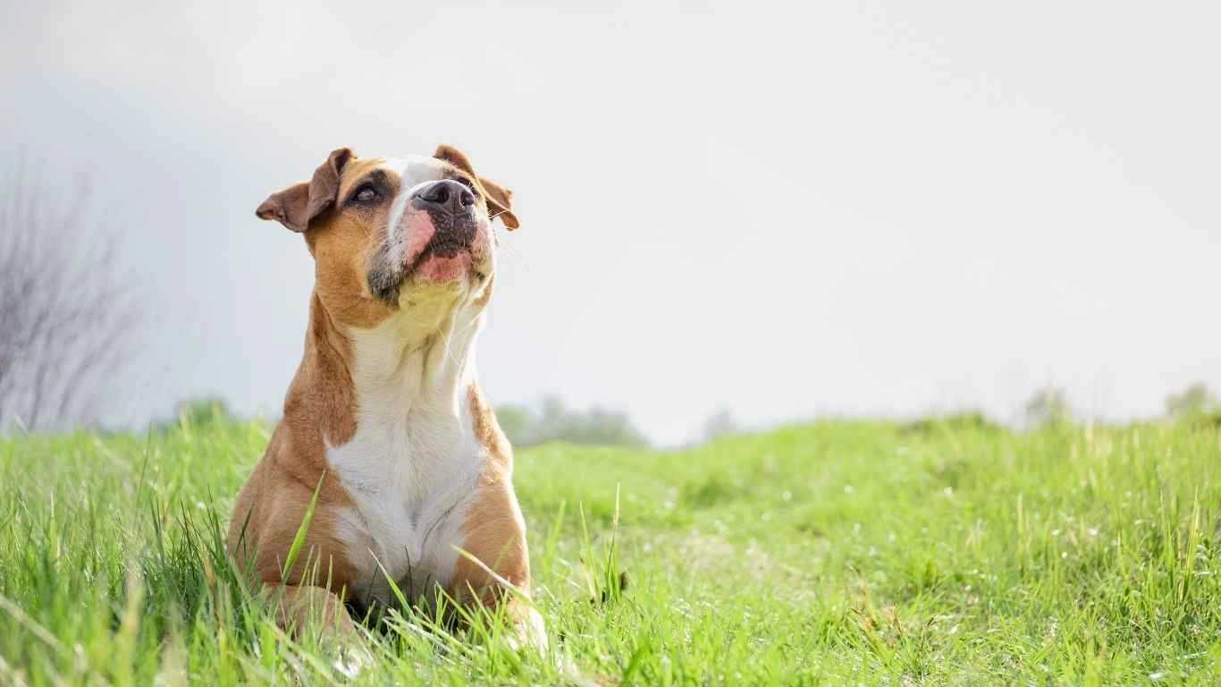 Dog with a healthy diet in a veterinary clinic