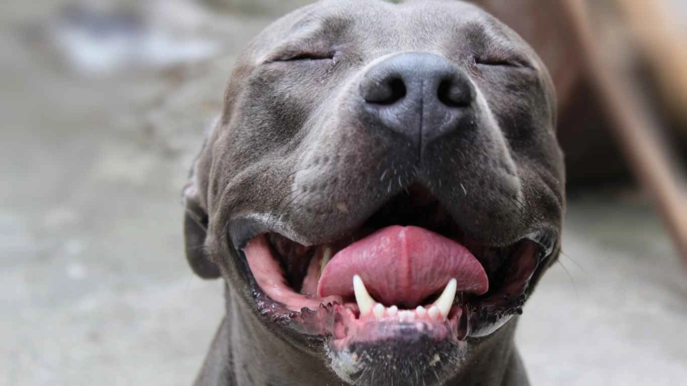 Veterinarian examining a dog