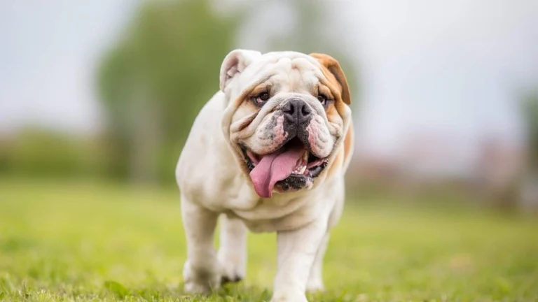 Are Organ Meats Good for Dogs? The Superfood Your Pup Needs!