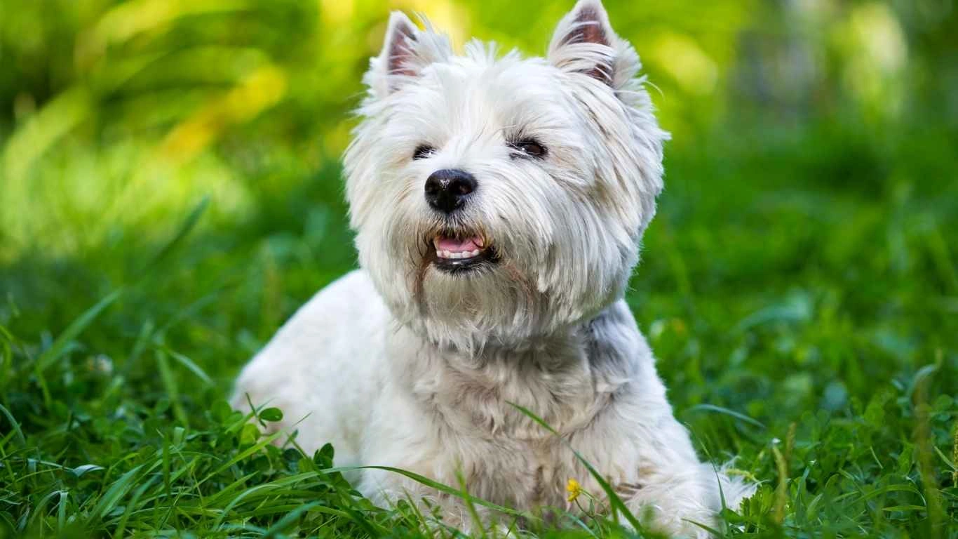 Concerned dog owner calling the vet