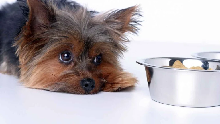 Dangerous Dog Food Ingredients to Avoid for a Healthier Pup