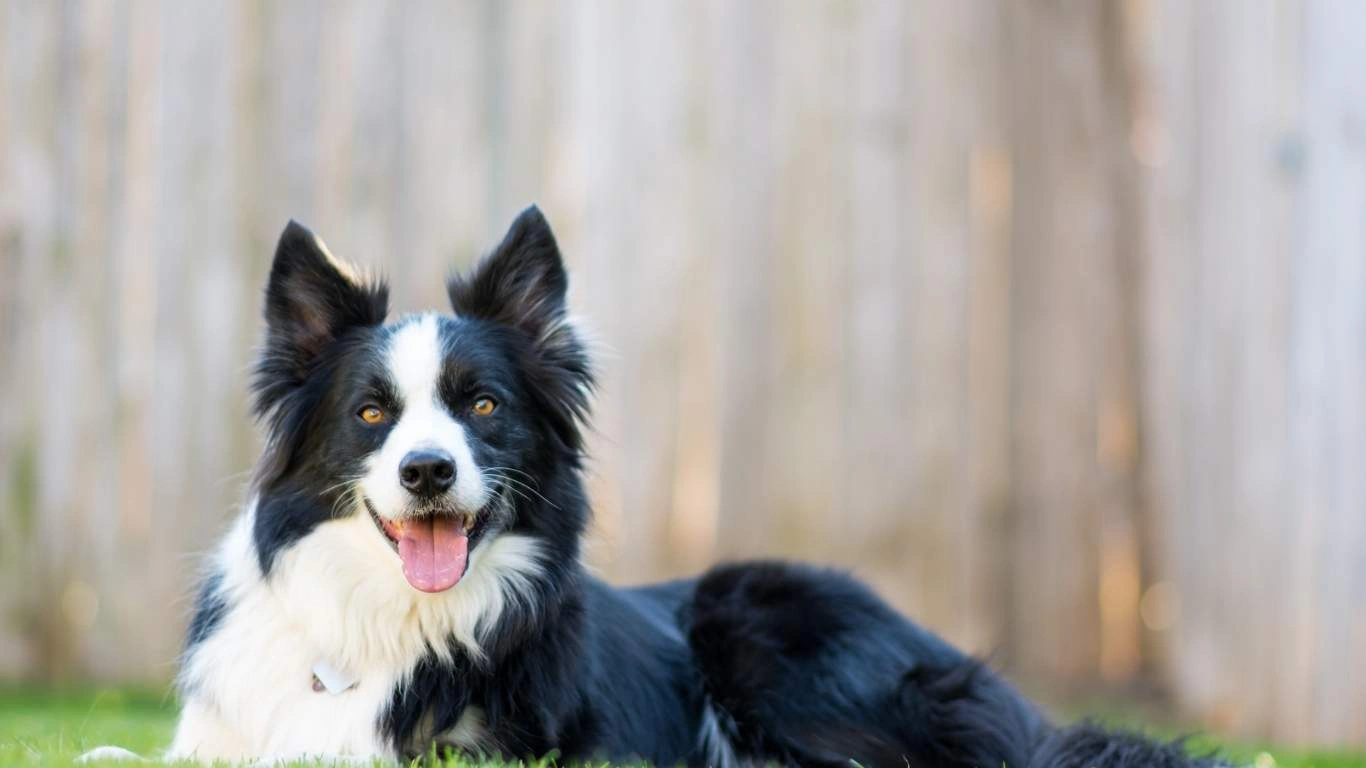 Dog with healthy coat and bones