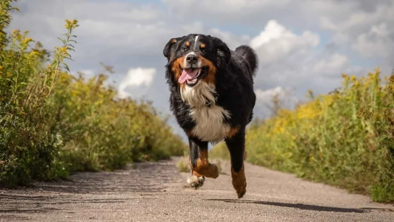 Easy & Healthy: How to Make Dog Treats with Limited Ingredients