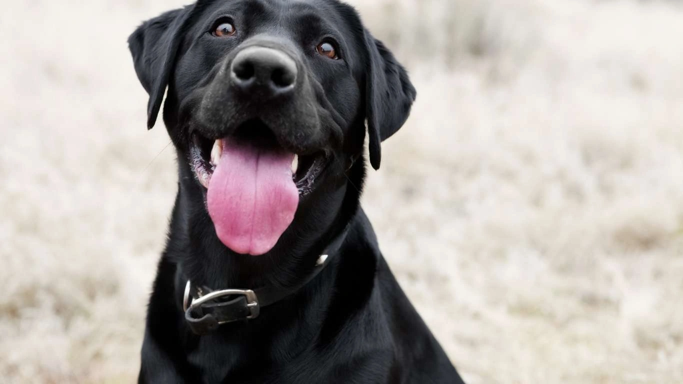 Green-lipped mussels for dogs