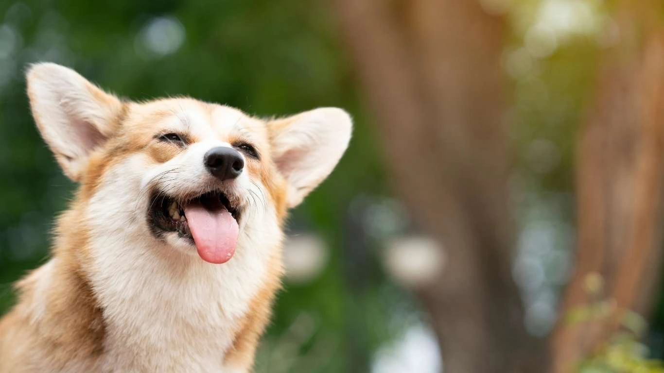 Dog Drinking Fresh Water