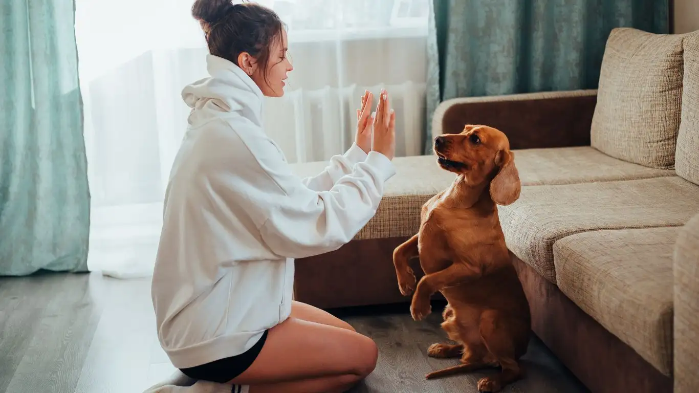 Dog receiving training outdoors