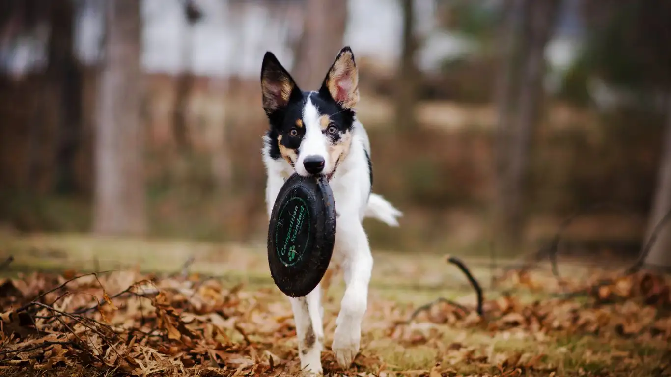 A trainer using hand signals with a dog