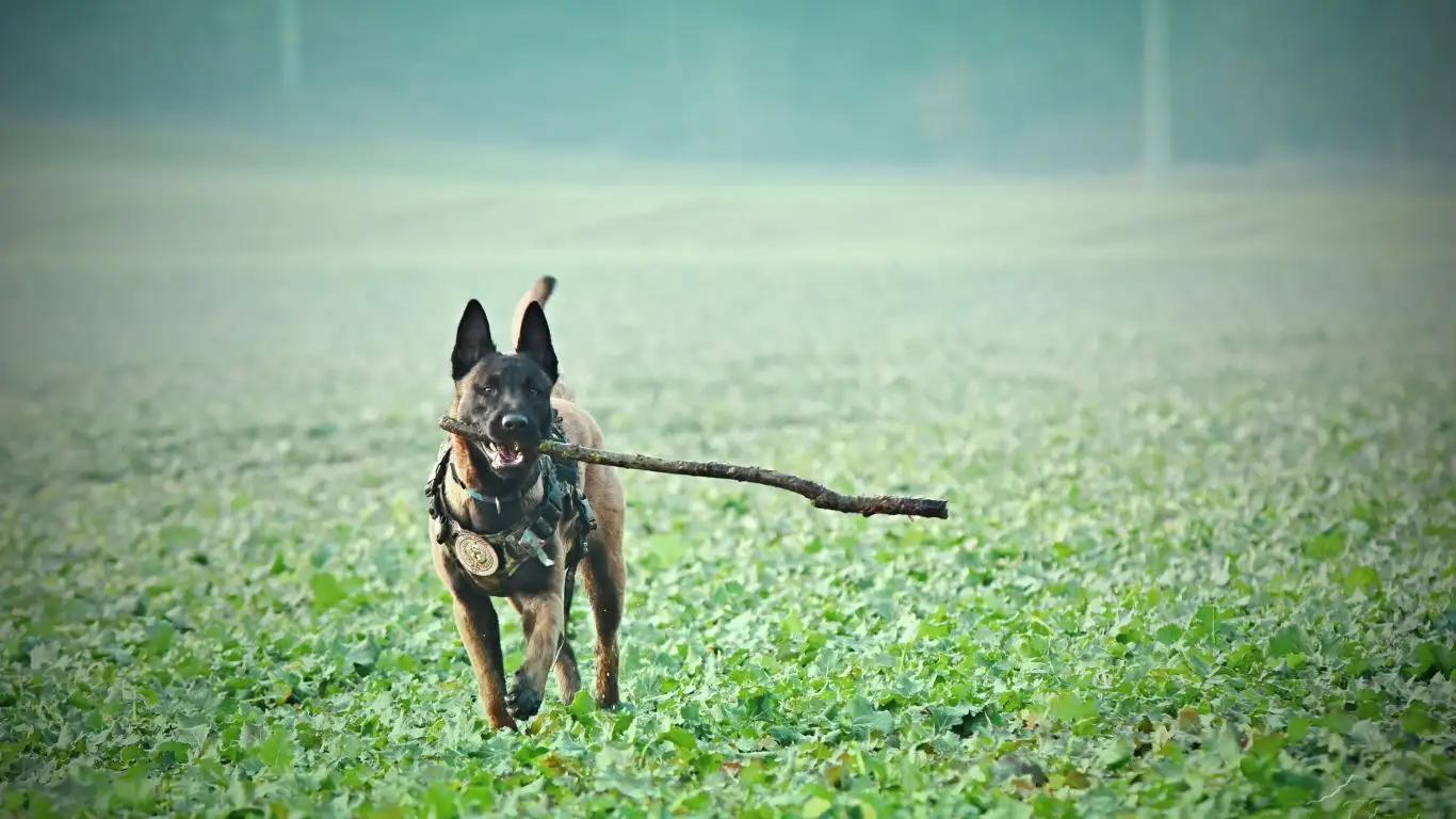 Dog sitting calmly while owner steps out