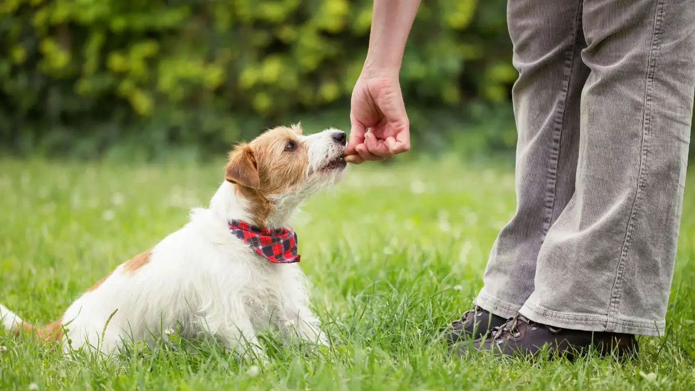 Dog playing fetch in a park