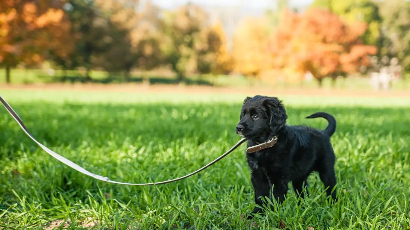 Dog training setup at home