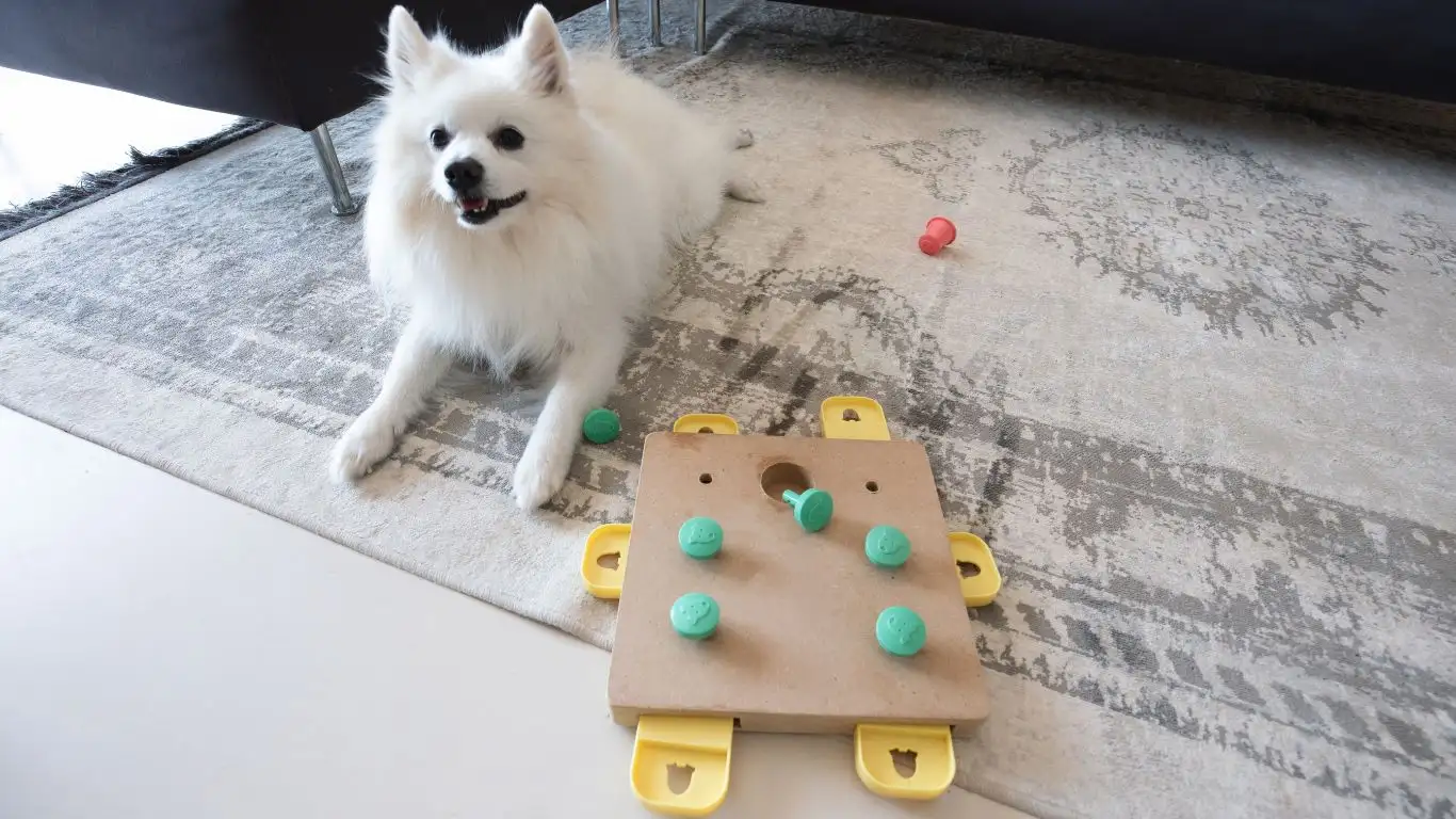 Dog playing with puzzle toy